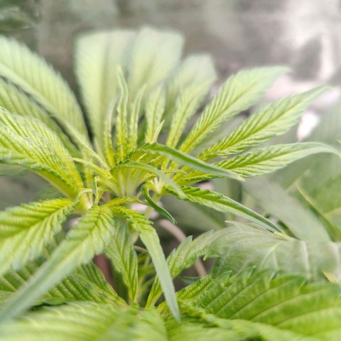 Dos Si Dos 33 growlog timeline photo