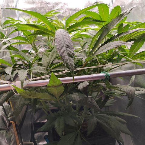 Dos Si Dos 33 growlog timeline photo
