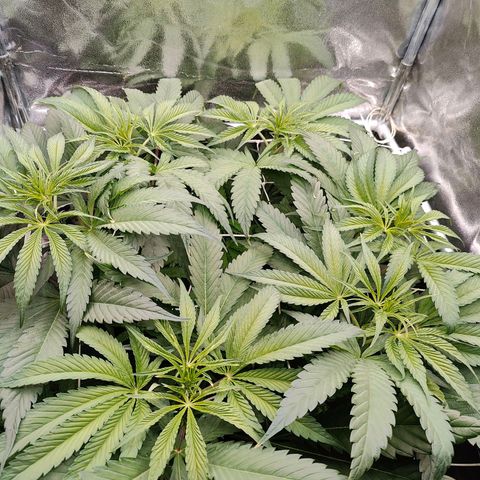 Dos Si Dos 33 growlog timeline photo