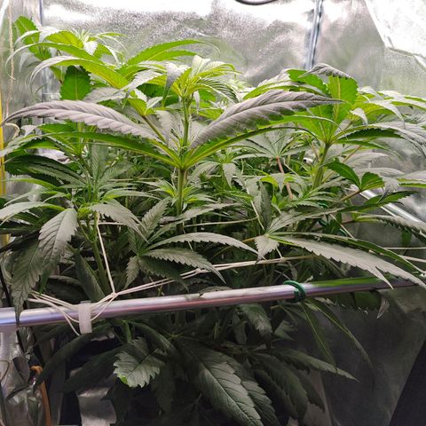 Dos Si Dos 33 growlog timeline photo