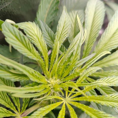 Dos Si Dos 33 growlog timeline photo