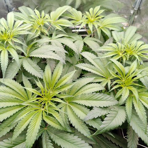 Dos Si Dos 33 growlog timeline photo
