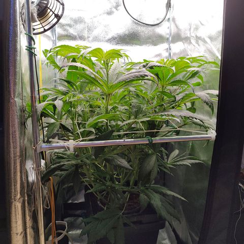 Dos Si Dos 33 growlog timeline photo