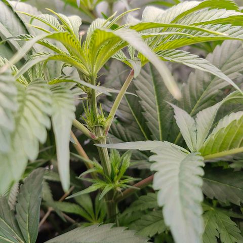 Dos Si Dos 33 growlog timeline photo