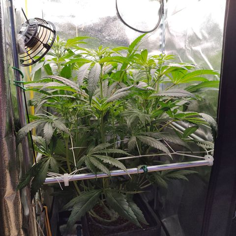 Dos Si Dos 33 growlog timeline photo