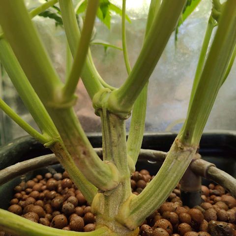 Dos Si Dos 33 growlog timeline photo