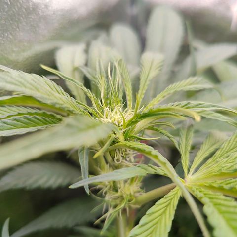 Dos Si Dos 33 growlog timeline photo