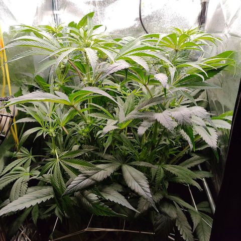 Dos Si Dos 33 growlog timeline photo