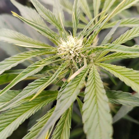 Dos Si Dos 33 growlog timeline photo