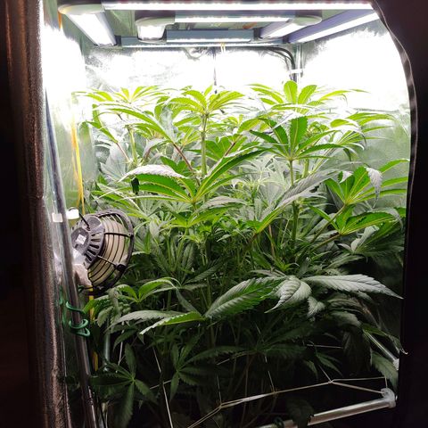 Dos Si Dos 33 growlog timeline photo
