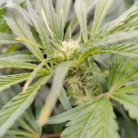 Dos Si Dos 33 growlog timeline photo