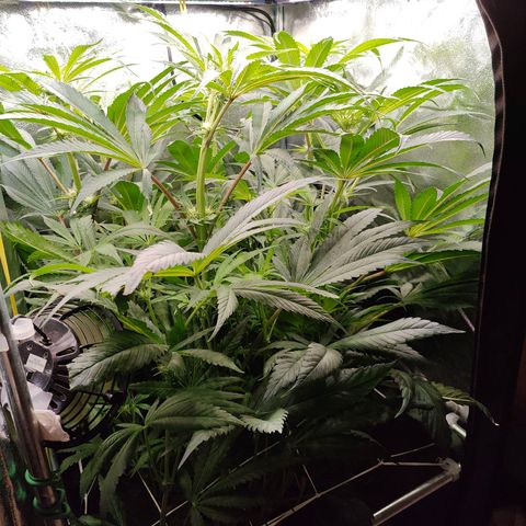 Dos Si Dos 33 growlog timeline photo