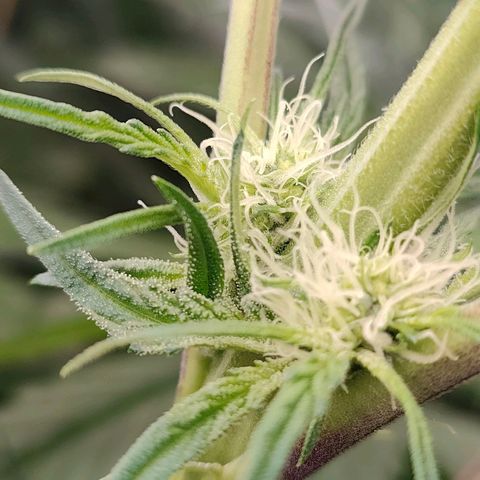 Dos Si Dos 33 growlog timeline photo