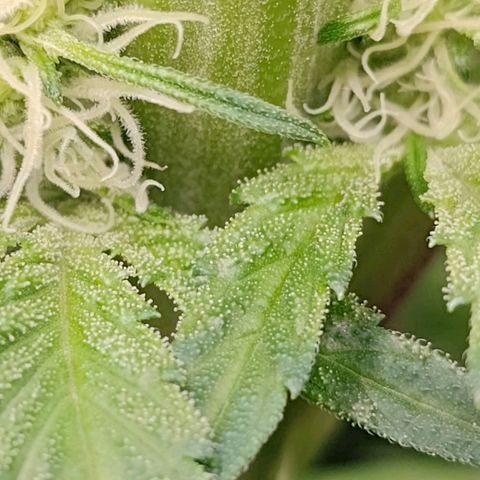 Dos Si Dos 33 growlog timeline photo