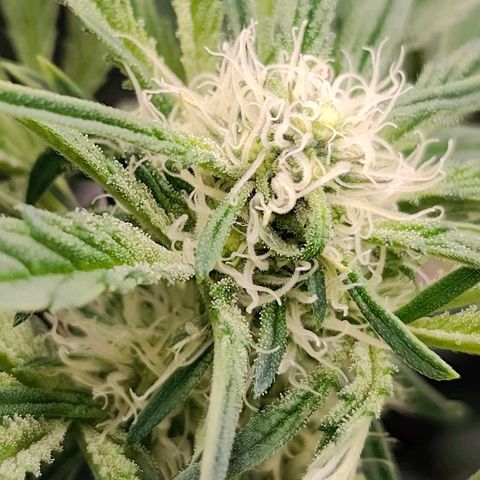 Dos Si Dos 33 growlog timeline photo