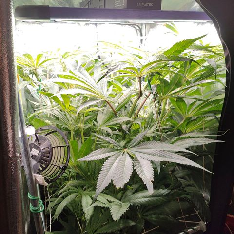 Dos Si Dos 33 growlog timeline photo