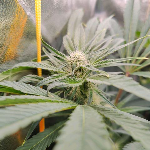 Dos Si Dos 33 growlog timeline photo