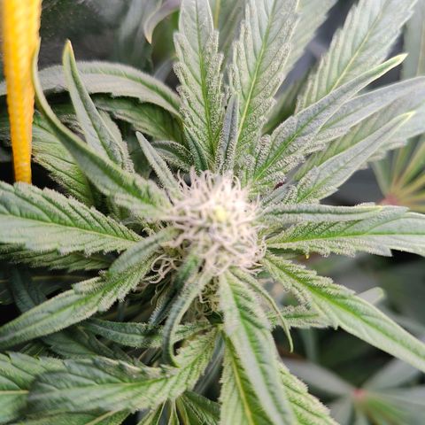 Dos Si Dos 33 growlog timeline photo