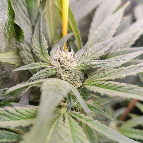 Dos Si Dos 33 growlog timeline photo