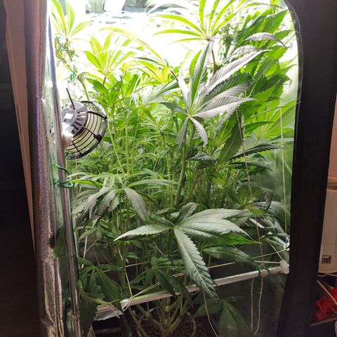 Dos Si Dos 33 growlog timeline photo