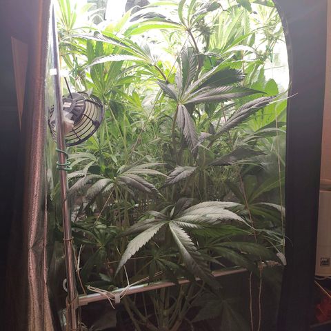 Dos Si Dos 33 growlog timeline photo