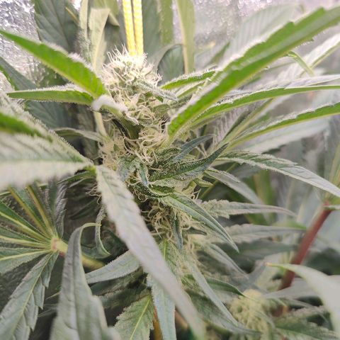 Dos Si Dos 33 growlog timeline photo