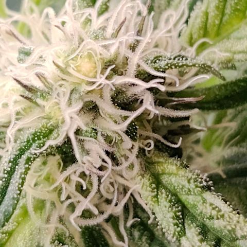 Dos Si Dos 33 growlog timeline photo
