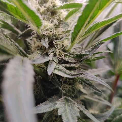 Dos Si Dos 33 growlog timeline photo