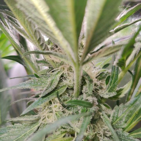 Dos Si Dos 33 growlog timeline photo