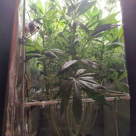Dos Si Dos 33 growlog timeline photo