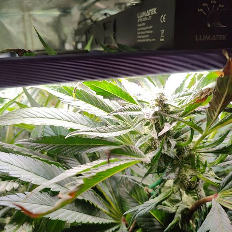 Dos Si Dos 33 growlog timeline photo