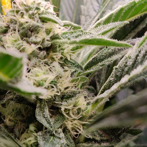 Dos Si Dos 33 growlog timeline photo