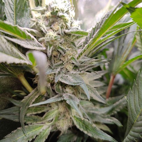 Dos Si Dos 33 growlog timeline photo