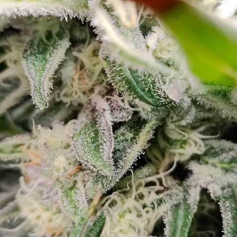 Dos Si Dos 33 growlog timeline photo