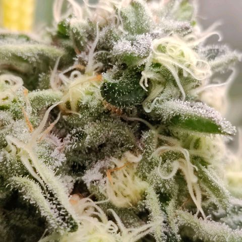 Dos Si Dos 33 growlog timeline photo