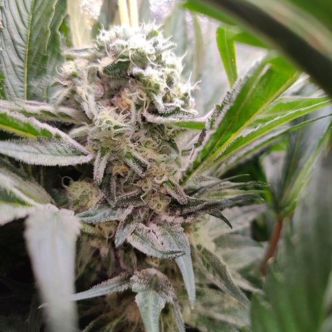 Dos Si Dos 33 growlog timeline photo