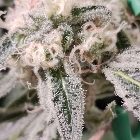Dos Si Dos 33 growlog timeline photo