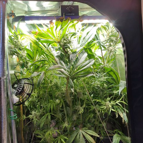 Dos Si Dos 33 growlog timeline photo