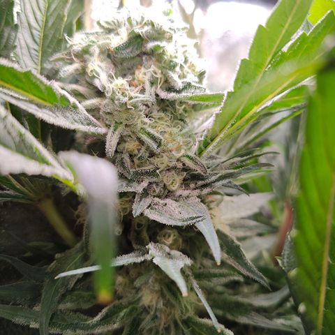 Dos Si Dos 33 growlog timeline photo
