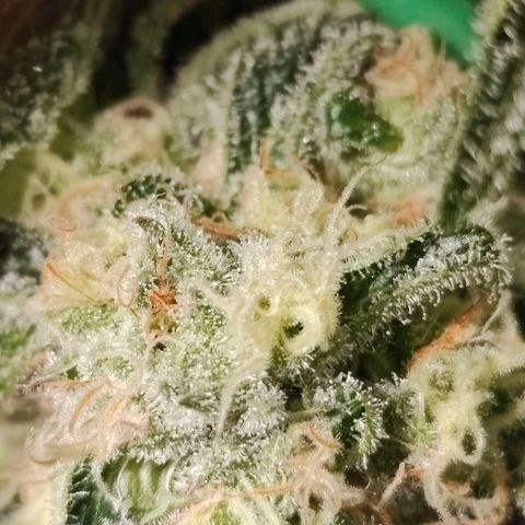 Dos Si Dos 33 growlog timeline photo