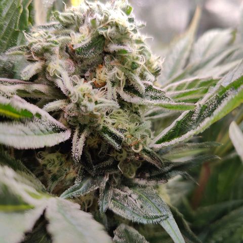 Dos Si Dos 33 growlog timeline photo