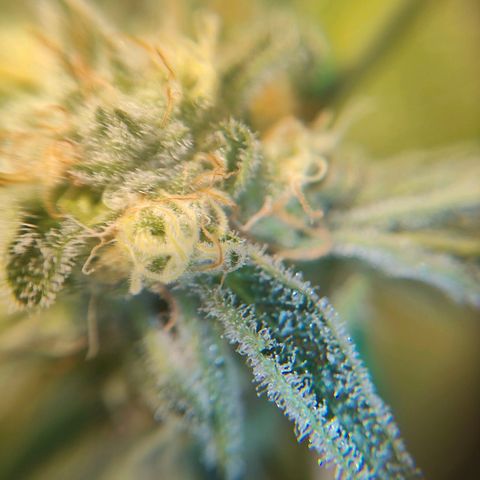 Dos Si Dos 33 growlog timeline photo