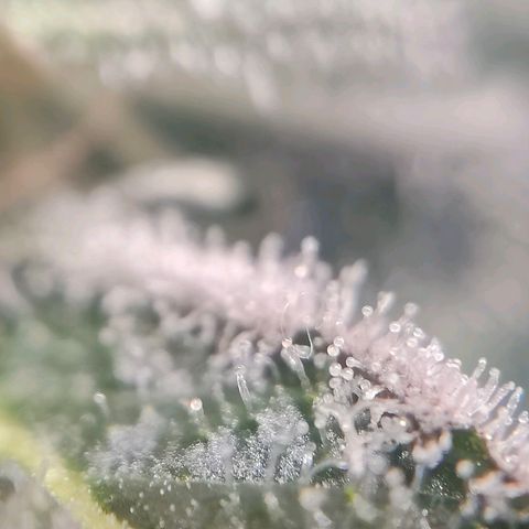 Dos Si Dos 33 growlog timeline photo