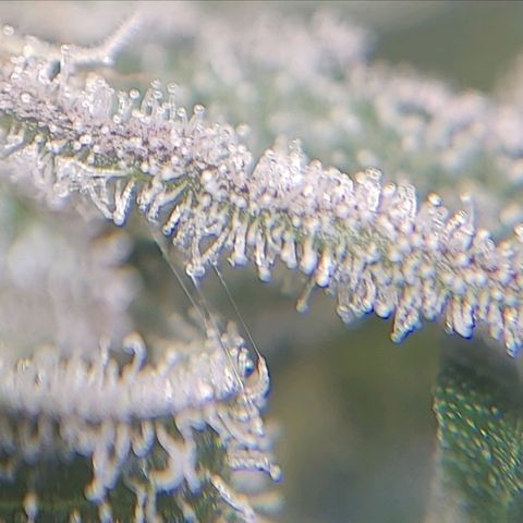 Dos Si Dos 33 growlog timeline photo