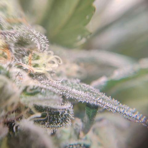 Dos Si Dos 33 growlog timeline photo