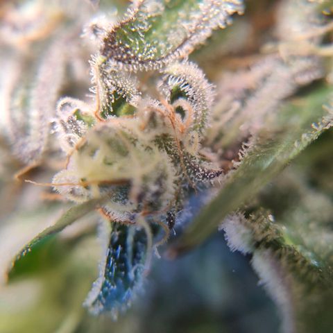 Dos Si Dos 33 growlog timeline photo