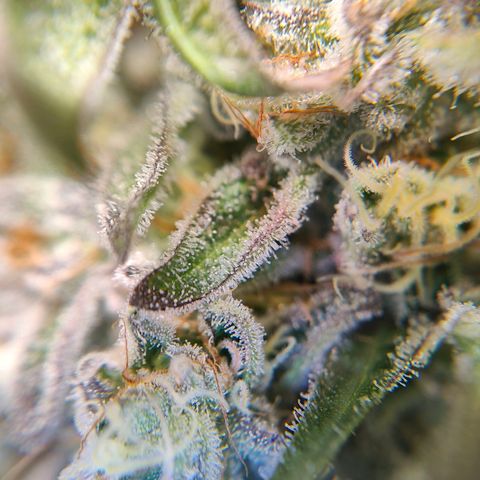 Dos Si Dos 33 growlog timeline photo