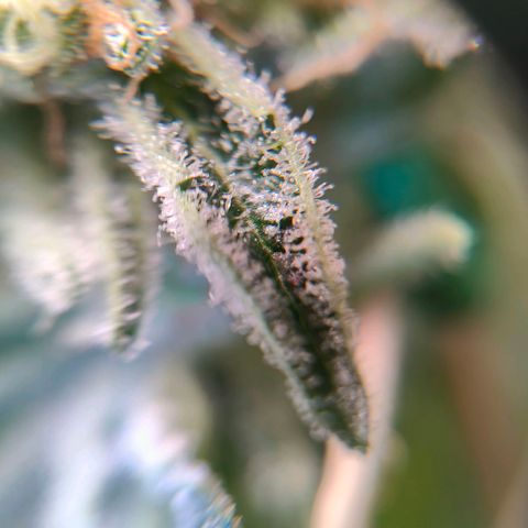 Dos Si Dos 33 growlog timeline photo