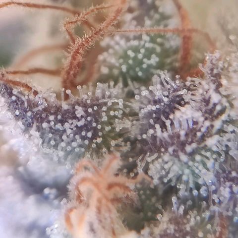 Dos Si Dos 33 growlog timeline photo
