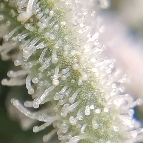 Dos Si Dos 33 growlog timeline photo